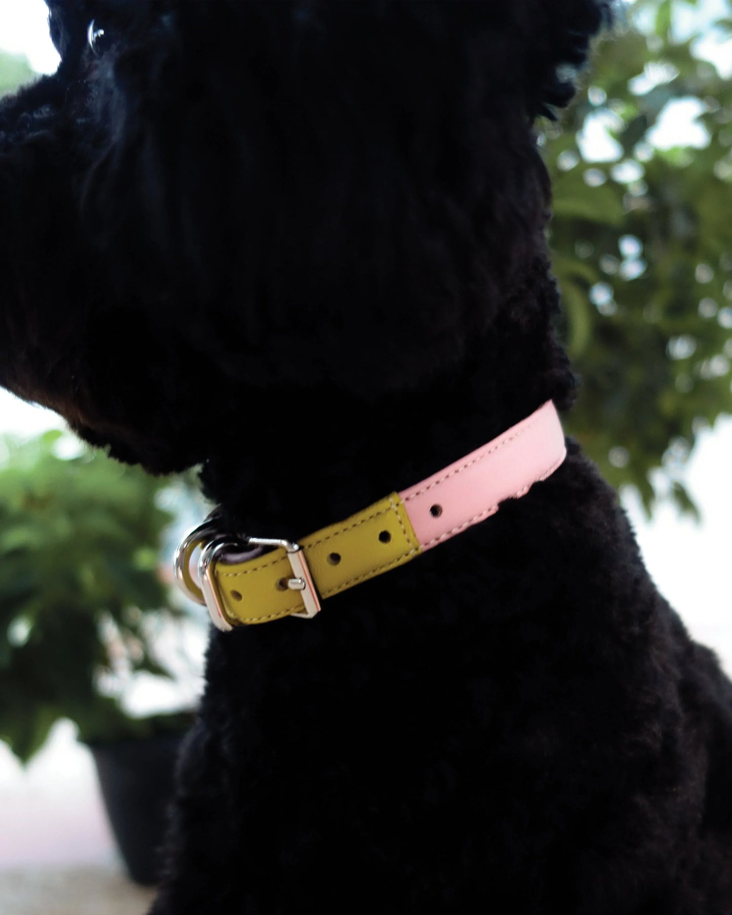 Dog Collar | Medium | Nautical Neutrals